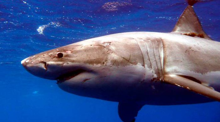 Egypte : deux touristes attaqués et tués par un requin en mer Rouge