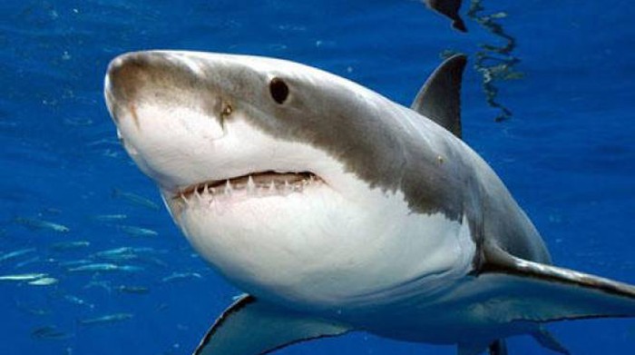 Egypte, femmes tuées par un requin dans la Mer Rouge. Qui sont les victimes. La vidéo sur les médias sociaux